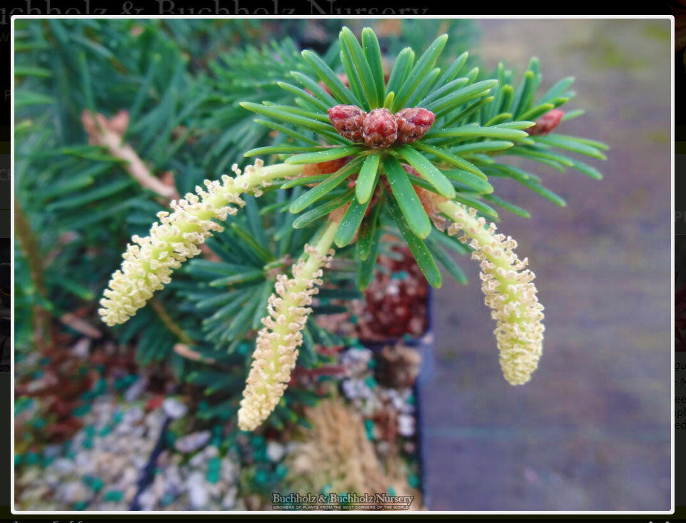 Abies firma 'Nana Horizontalis'  Dwarf horizontal Momi Fir