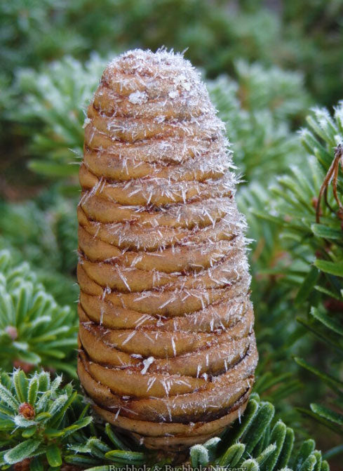 Abies firma 'Nana Horizontalis'  Dwarf horizontal Momi Fir