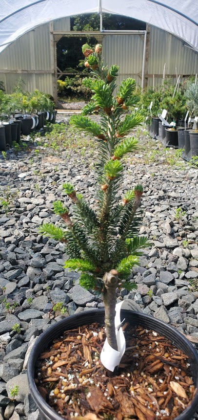 Abies fraseri 'Fastigiata Compacta'