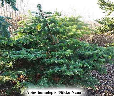 Abies homolepsis 'Nikko Nana'