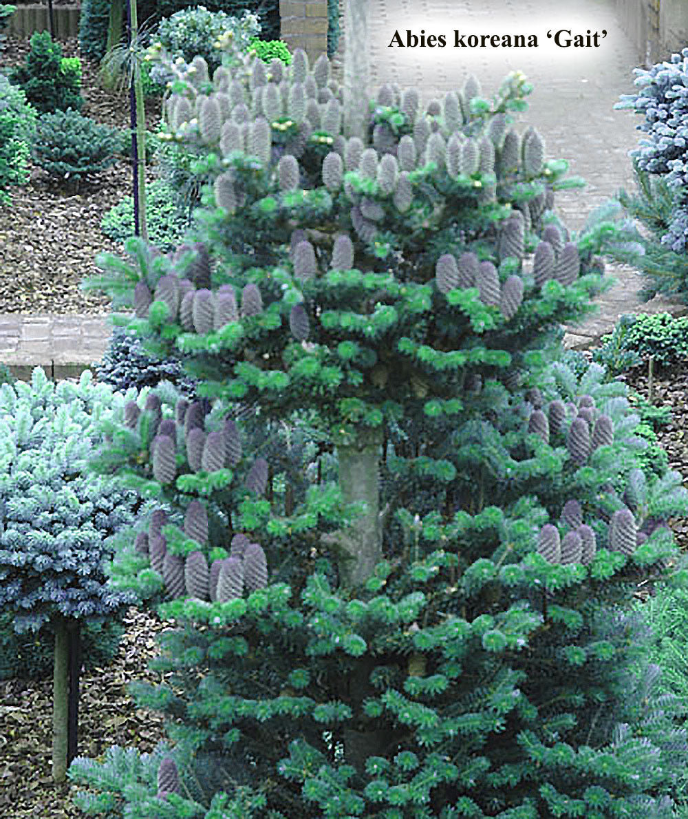 Abies koreana 'Gait'