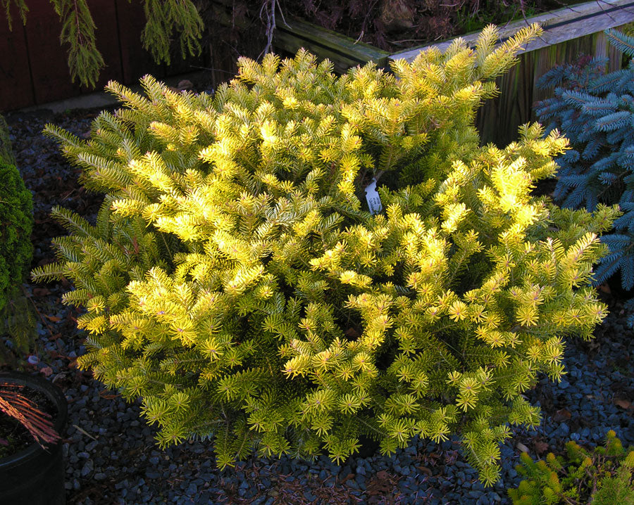 Abies koreana 'Golden Glow'