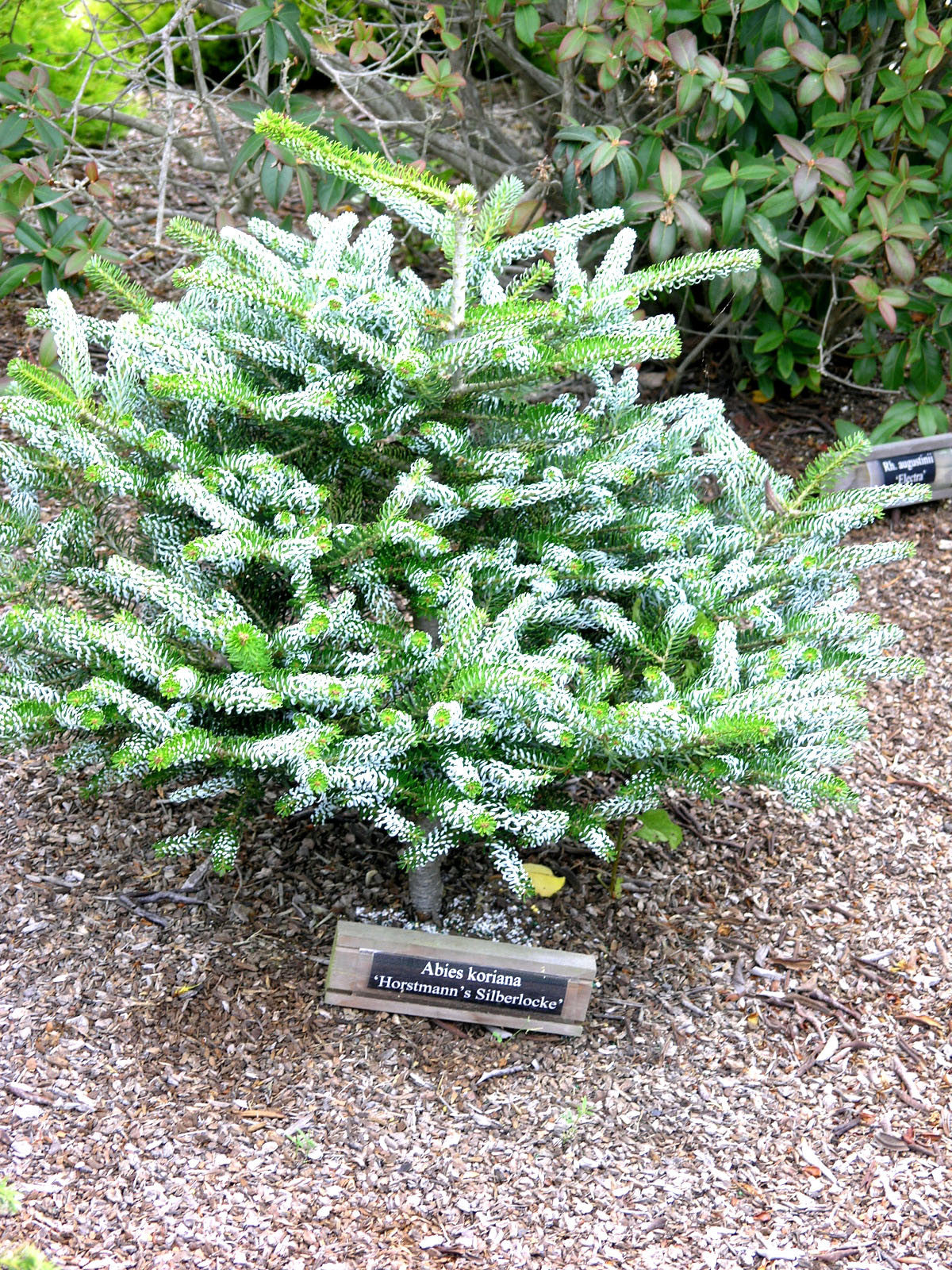 Horstmann Silberlocke