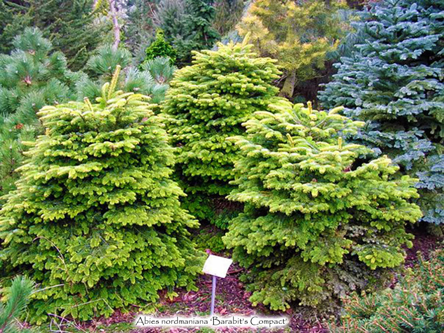 Abies nordmanniana 'Barabits Compact'