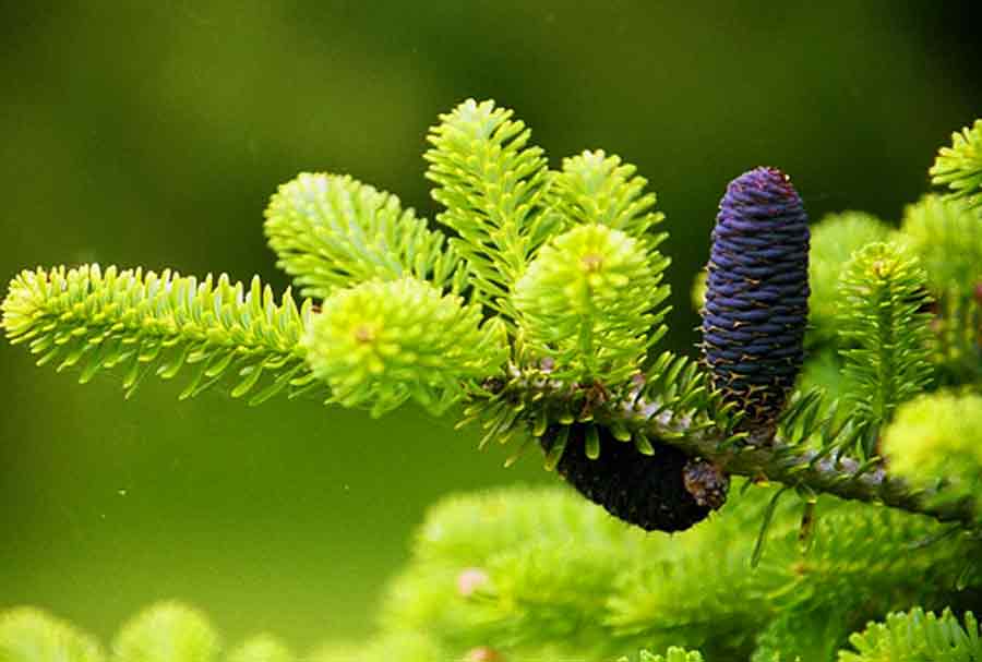 Golden Spanish Fir - Abies pinsapo 'Aurea'