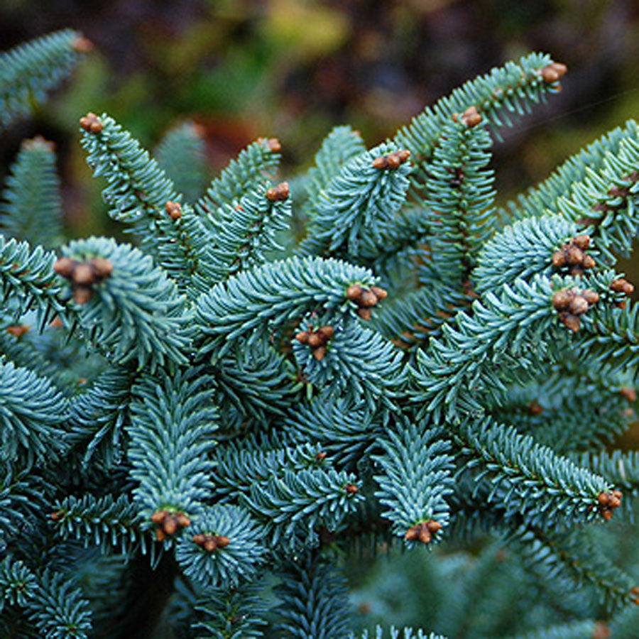 Abies pinsapo 'Horstmann'