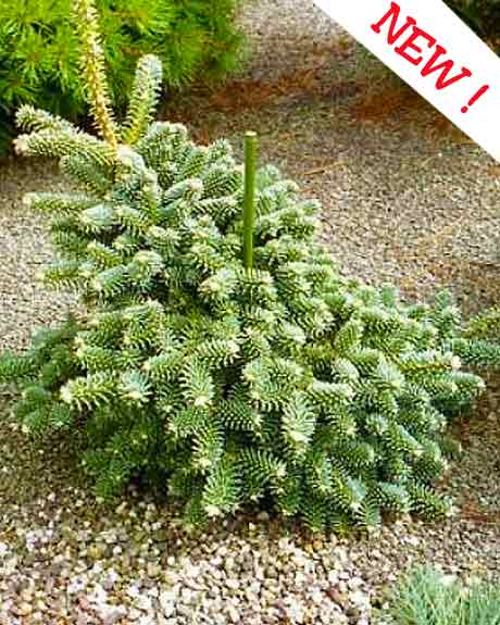 Abies pinsapo 'Marokko'