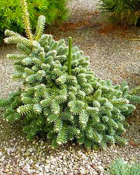 Abies pinsapo 'Marokko'