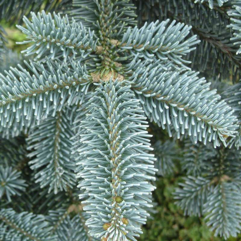 Abies procera 'Glauca'