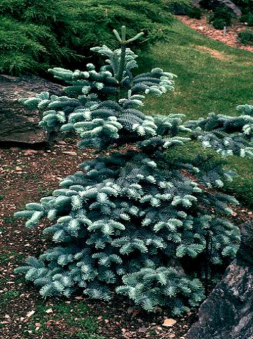 Abies procera 'Glauca'