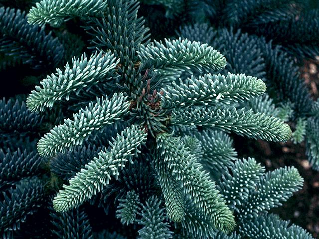 Abies procera 'Glauca'