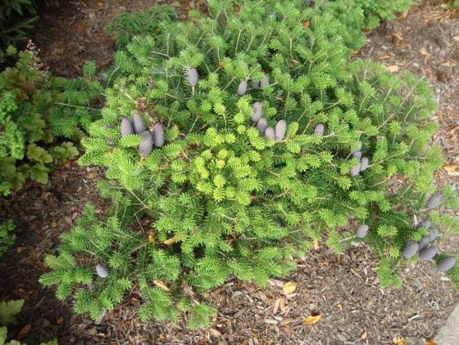 Abies koreana Green Carpet