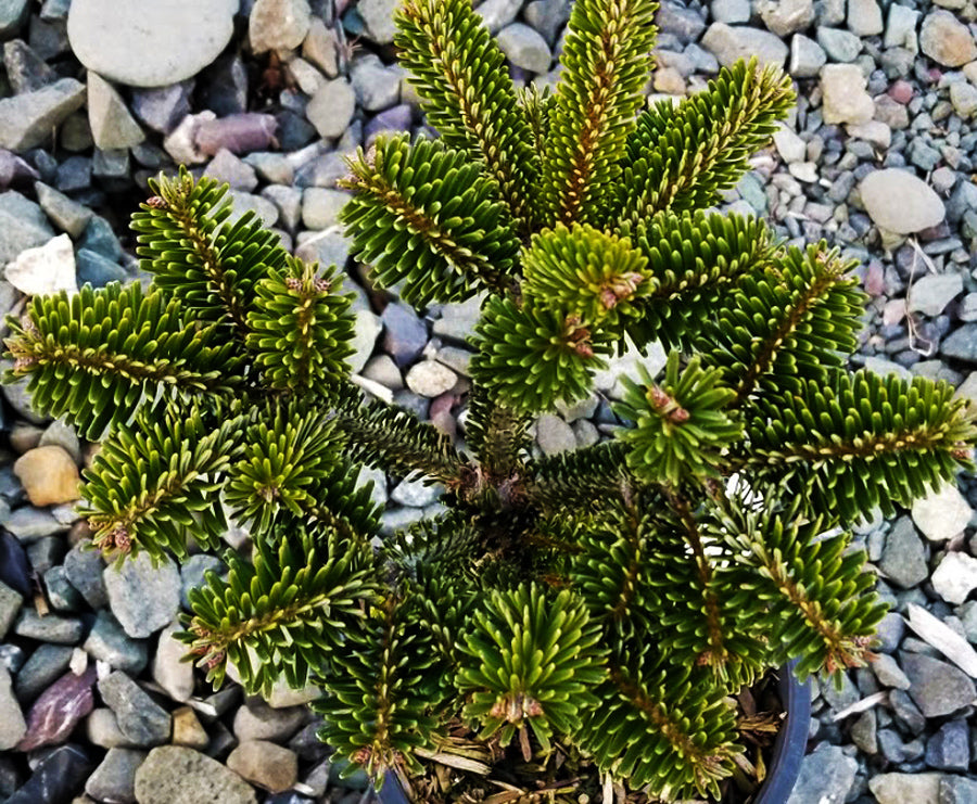 Abies koreana 'Zehusice'