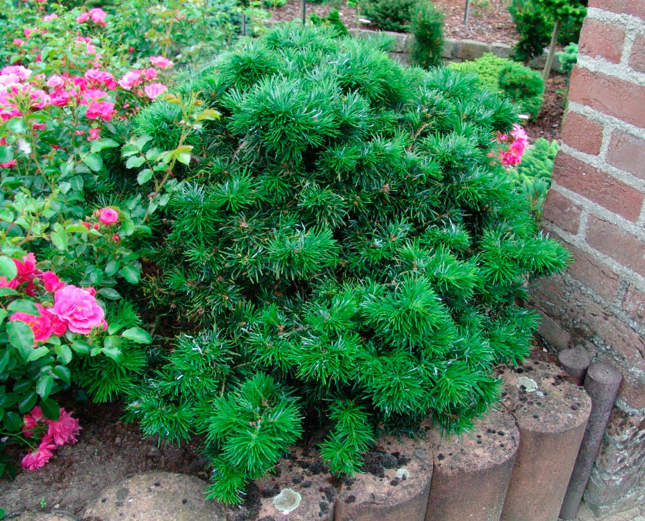 Abies grandis 'Van Dedem's Dwarf'