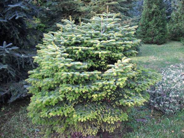 'Barabit's Compact' Nordmann Fir