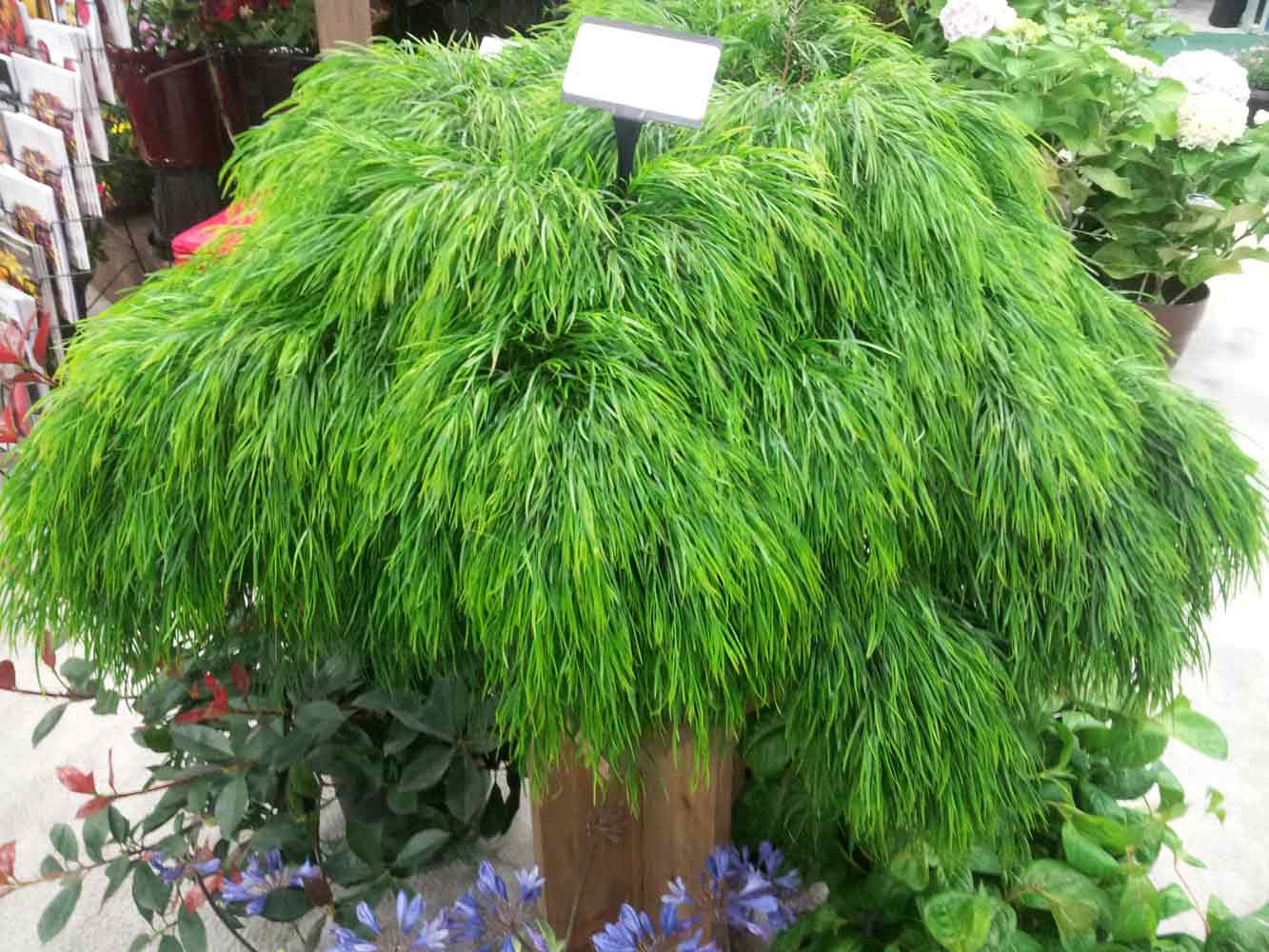Acacia cognat - 'Cousin Itt' Little River Wattle