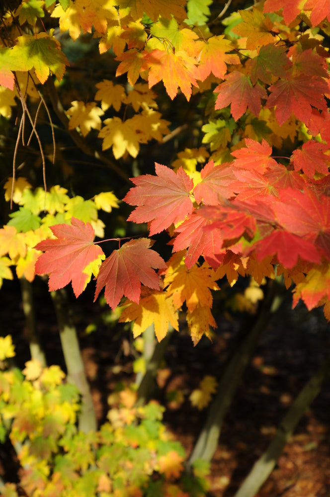 Acer circinatum - Pacific Vine Maple