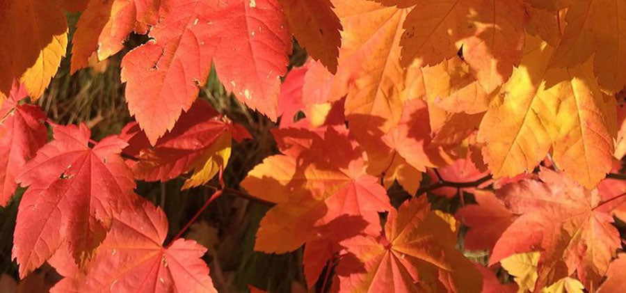 Acer circinatum 'Pacific Flame'