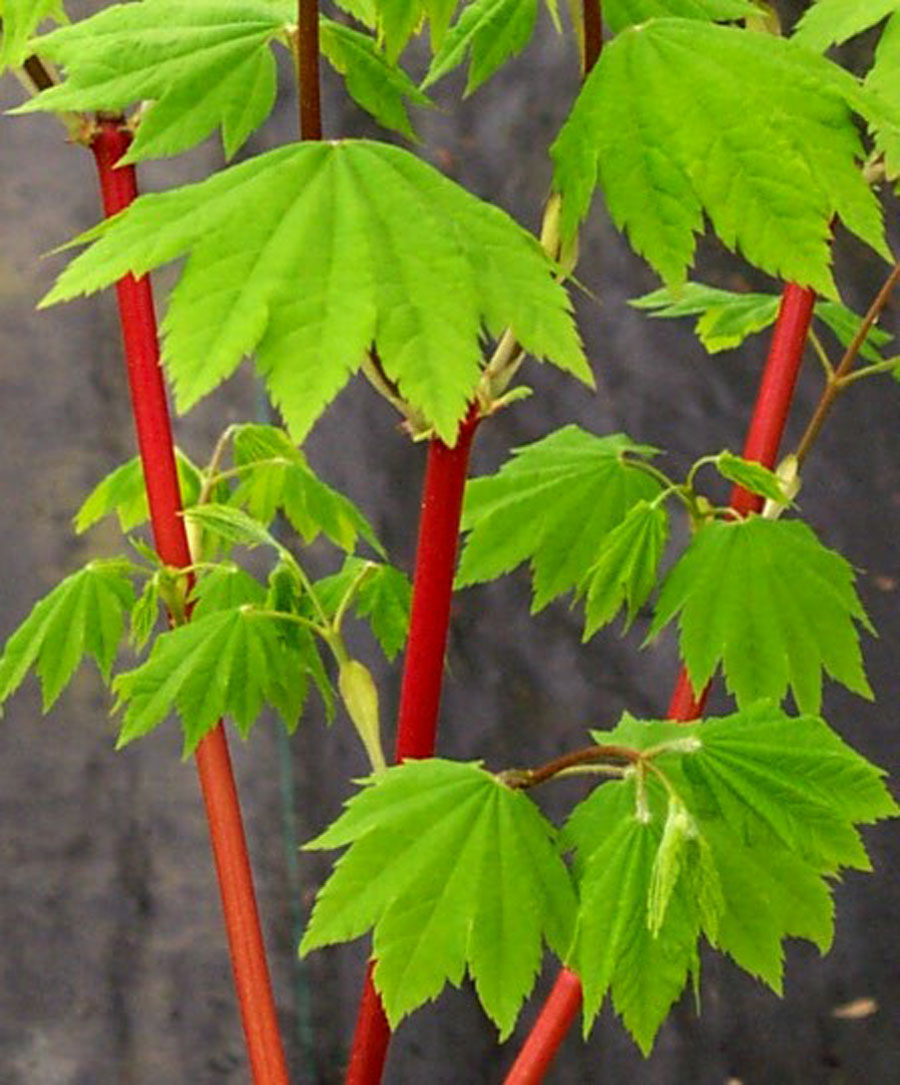 Acer circinatum 'Pacific Flame'