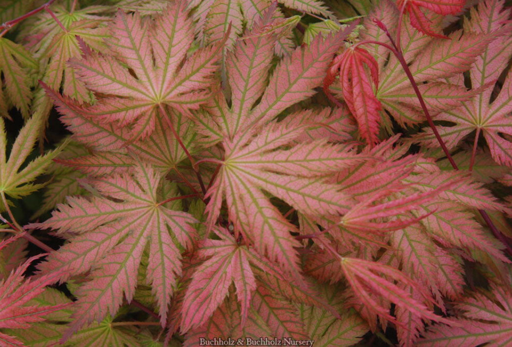 Acer palmatum 'Ariadne'