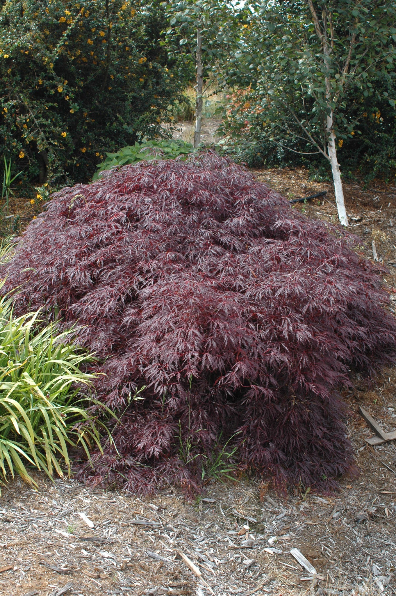 Acer palmatum 'Red Dragon'