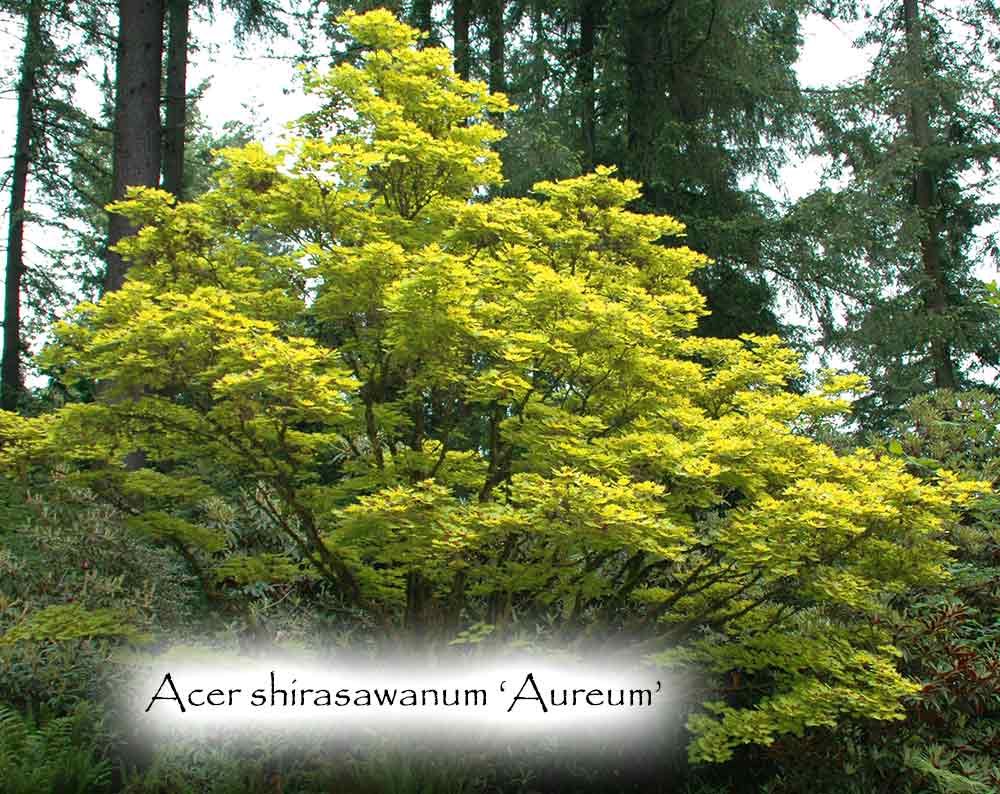 Acer shirasawanum 'Aureum'