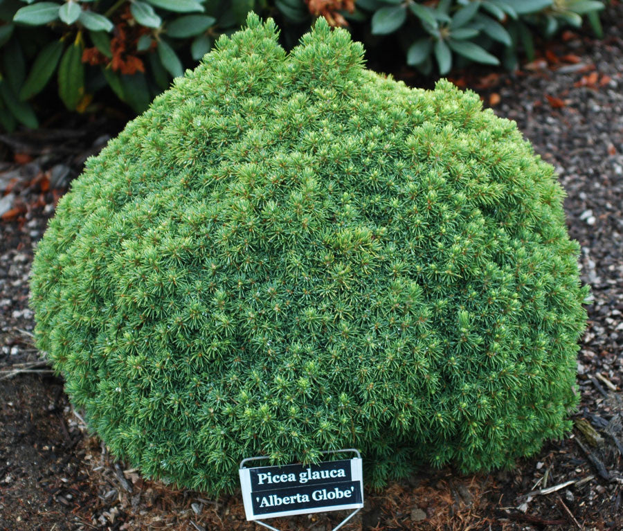 Picea glauca Alberta Globe