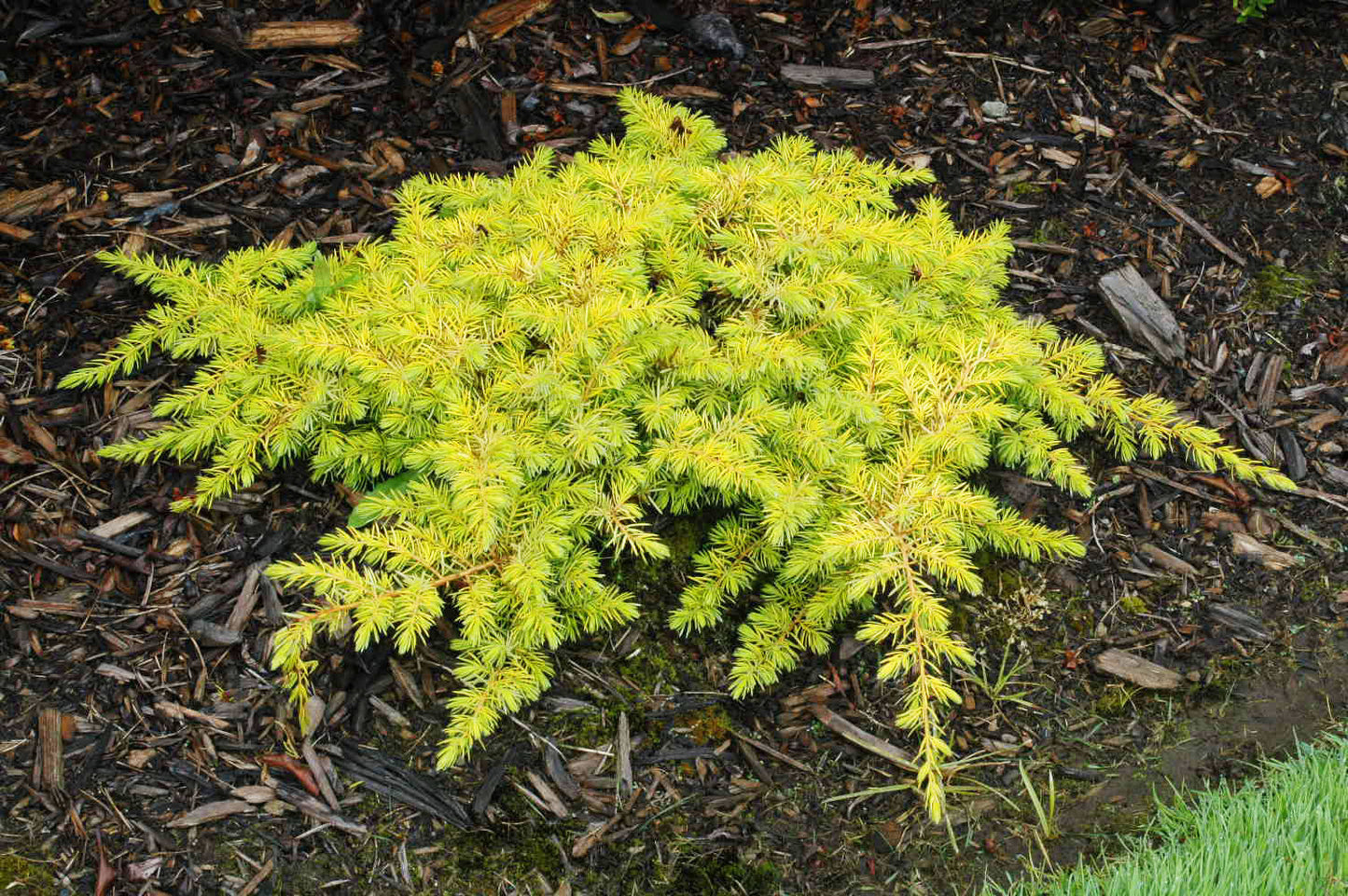 All Gold Juniper