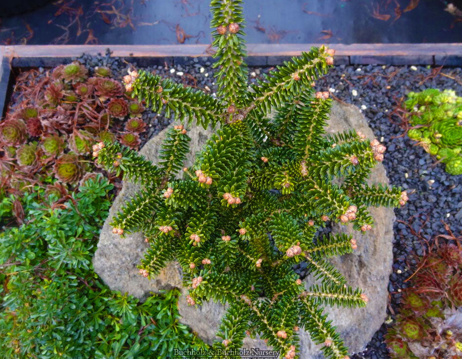 Abies koreana 'Alpine Star'