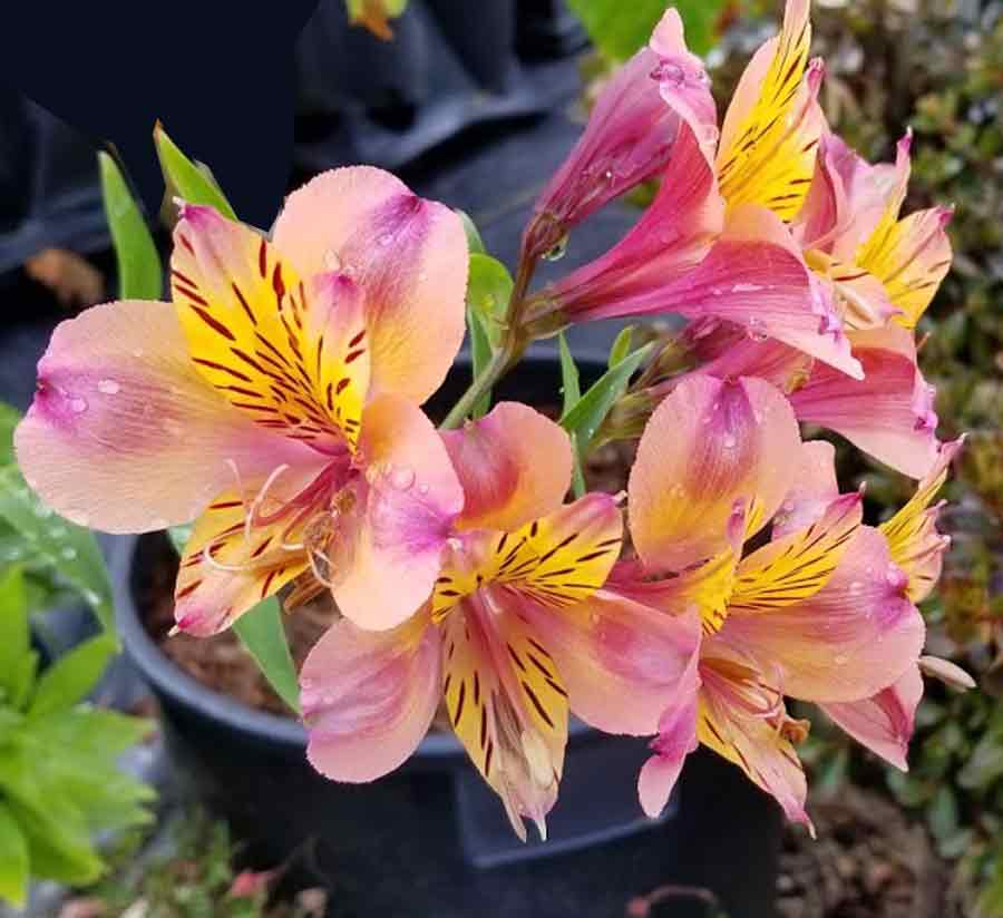 Alstroemeria x 'Sunset Shades' Peruvian Lily