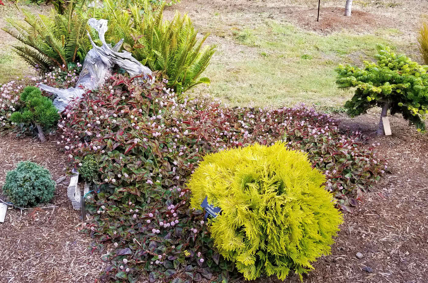 Thuja occidentalis Amber Glow