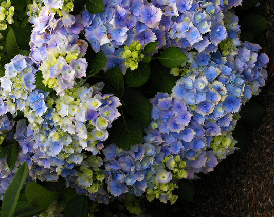 Hydrangea 'Amethyst'