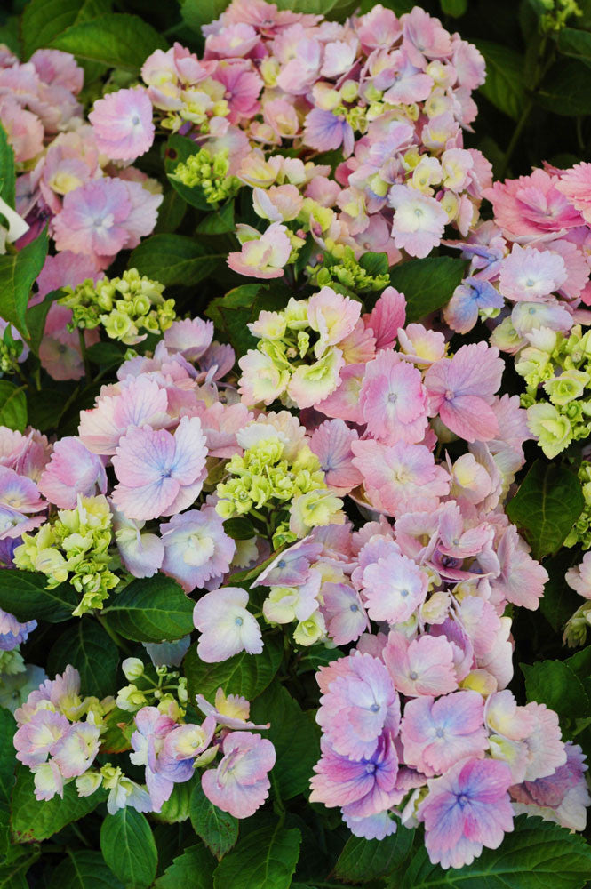 Hydrangea 'Amethyst'