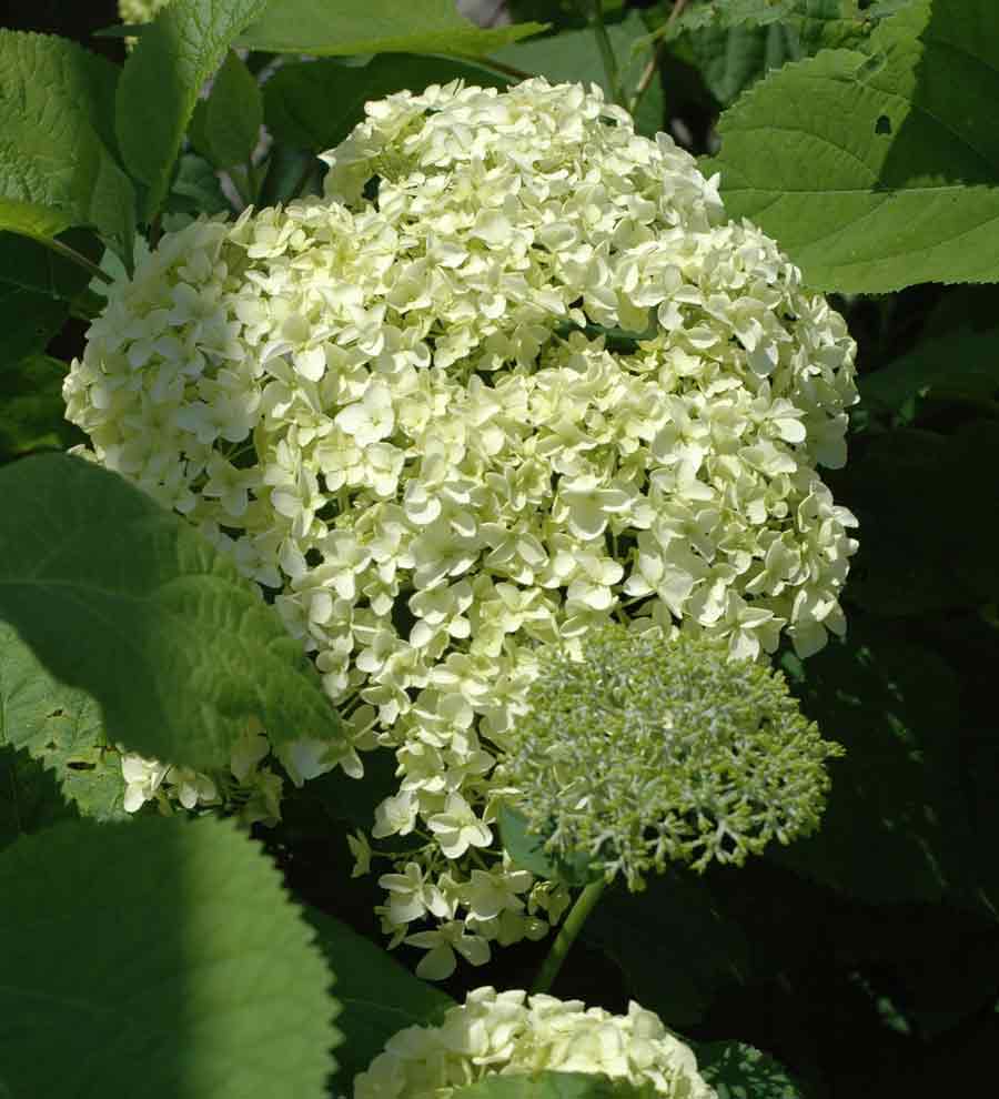 Hydrangea arborescens 'Annabelle'