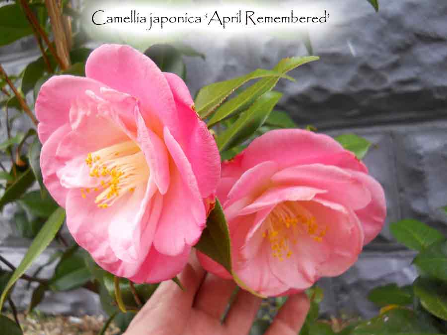 Camellia japonica 'April Remembered'