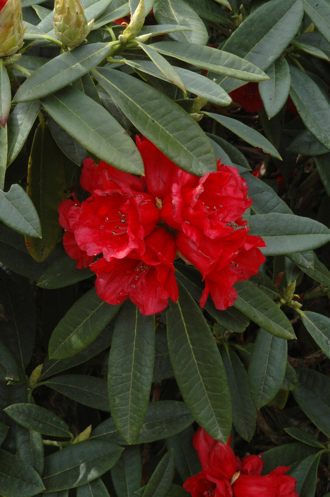 Double Flower Form