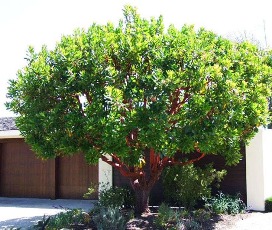 Marina Strawberry Tree
