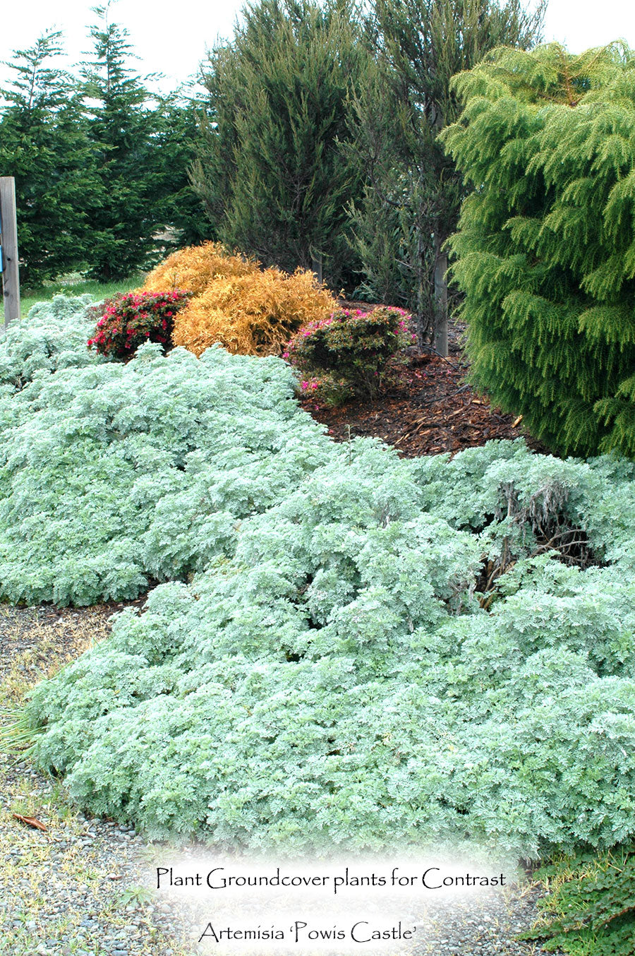 Artemisia absinthium 'Powis Castle'