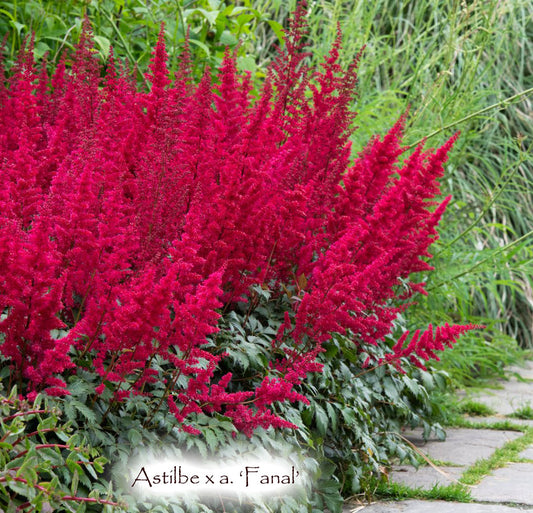 Astilbe x Arendsii 'Fanal'