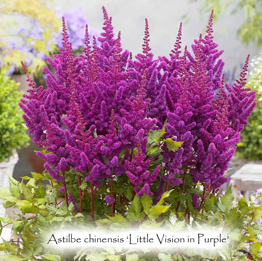 Astilbe chinensis 'Little Vision in Purple'