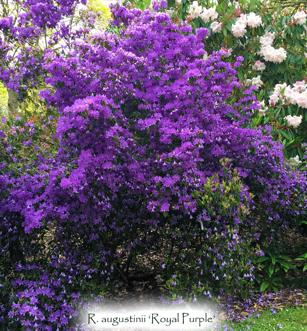 augustinii rhododendron R. augustinii 'Royal Purple'