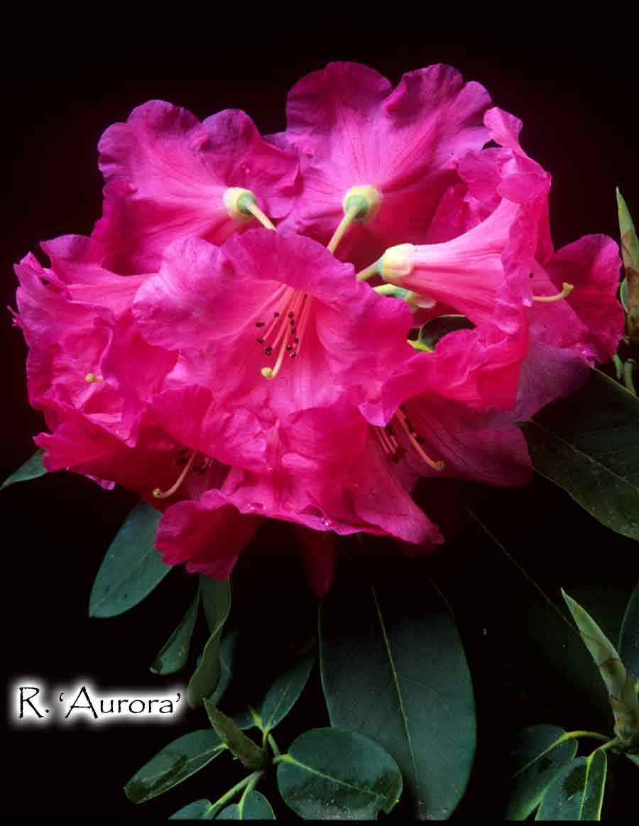 R. 'Aurora'
