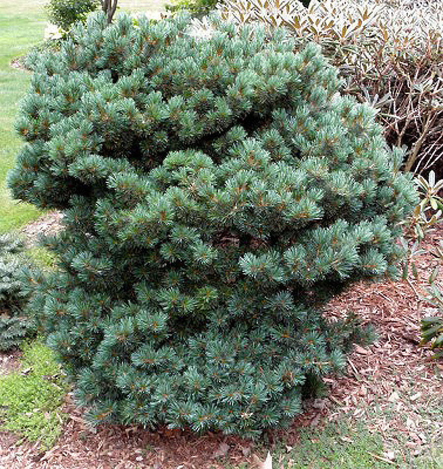 Pinus parviflora Azuma Goyo