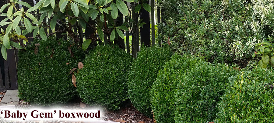 Buxus microphylla Gregem PP21159 Baby Gem Boxwood