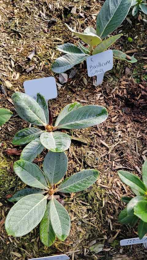 R. basilicum hybrid