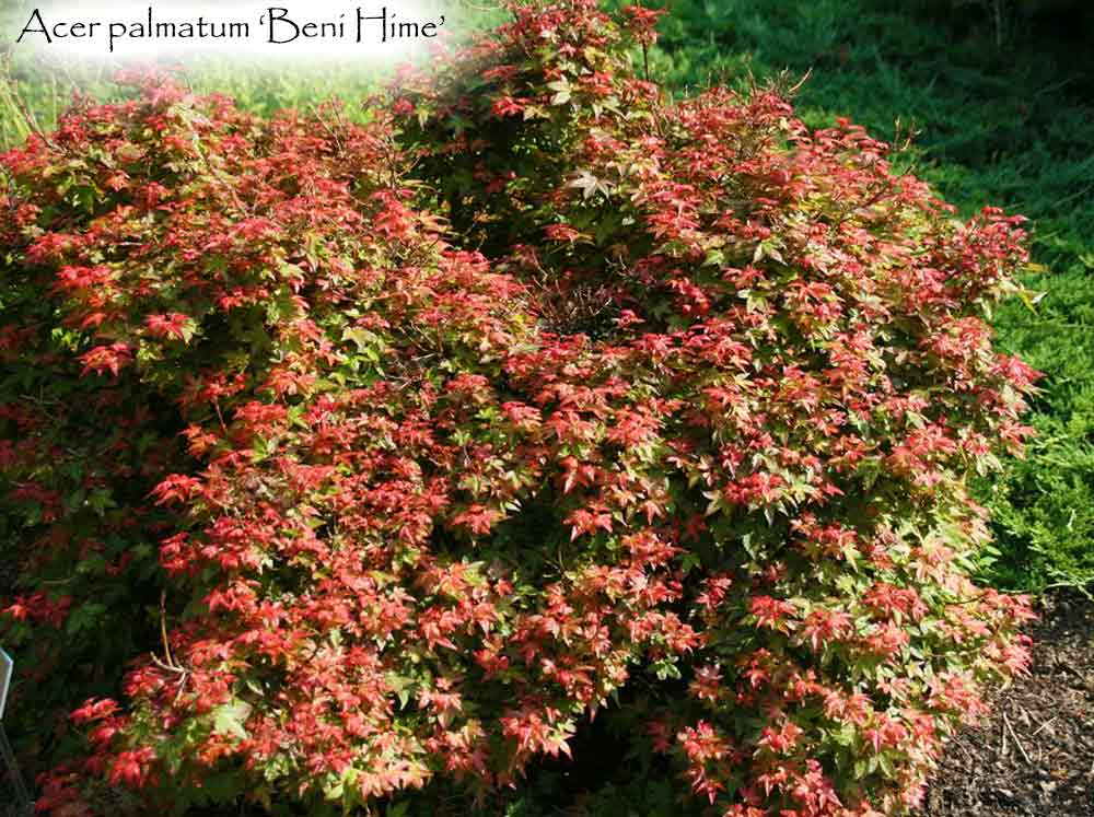 Acer palmatum 'Beni Hime'