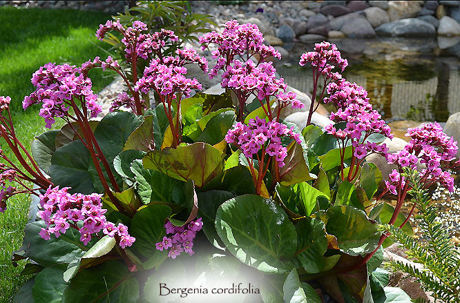 Bergenia cordifolia