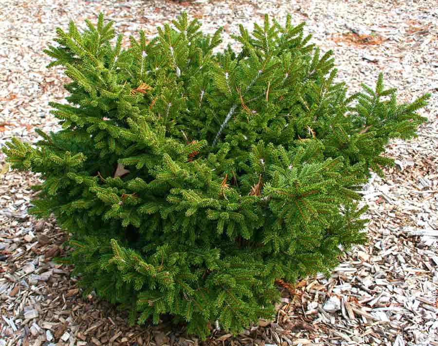 Picea orientalis Bergman's Gem