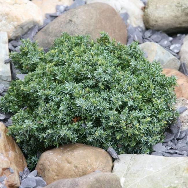 Juniperus communis 'Berkshire'