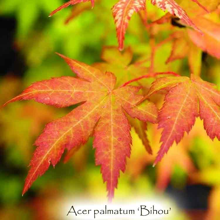 Acer palmatum 'Bihou'